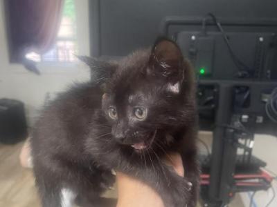 Patch - Munchkin - Gallery Photo #1