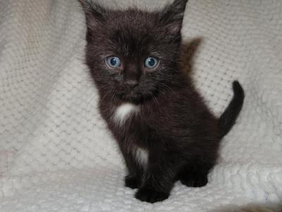 BLACK Kittens - Domestic - Gallery Photo #1