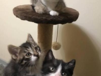 Lenny - Siberian - Gallery Photo #1