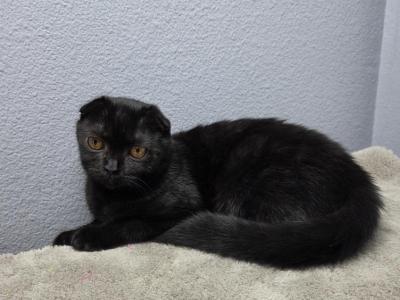 Lola - Scottish Fold - Gallery Photo #1