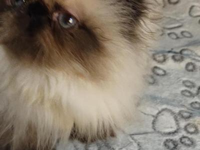 Himalayan Kittens - Himalayan - Gallery Photo #1
