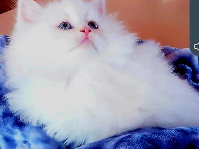 KIWI - Siberian - Gallery Photo #1