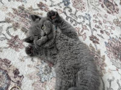 Mark - British Shorthair - Gallery Photo #1