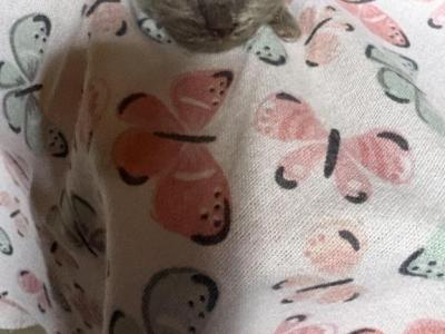 Scottish Fold Babies - Scottish Fold - Gallery Photo #1