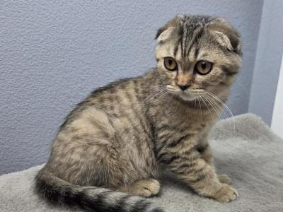 Robin - Scottish Fold - Gallery Photo #1