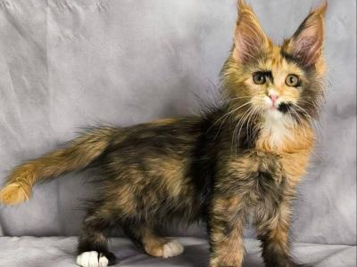 Nami Polydactyl - Maine Coon - Gallery Photo #1