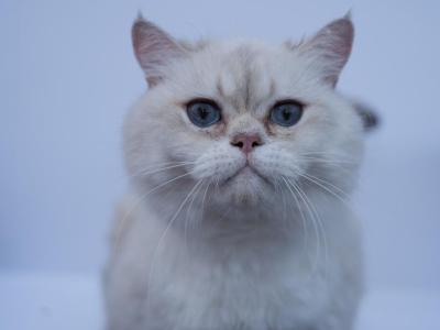 Ace - British Shorthair - Gallery Photo #1
