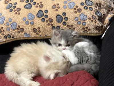 Punky And Buttercup - Persian - Gallery Photo #1