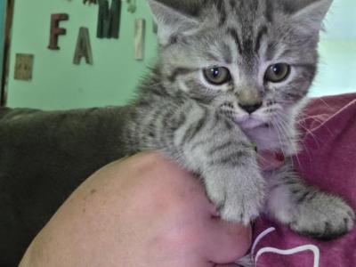 Chocolate Tabby Male Himalayan - Himalayan - Gallery Photo #1