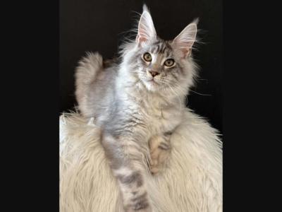 Lavr - Maine Coon - Gallery Photo #1