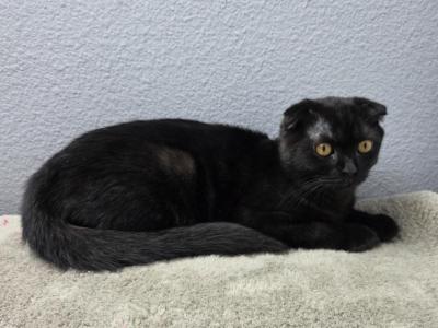 Lucas - Scottish Fold - Gallery Photo #1