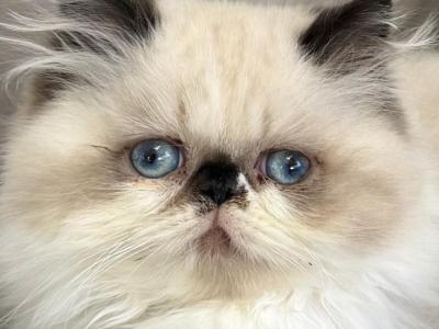 Lil Rascal - Himalayan - Gallery Photo #1
