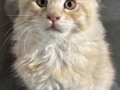 Ruby - Maine Coon - Gallery Photo #1