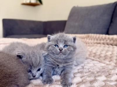 British Shorthair Kittens - British Shorthair - Gallery Photo #1