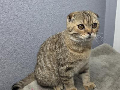 Jackson - Scottish Fold - Gallery Photo #1
