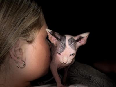 VanGogh - Sphynx - Gallery Photo #1