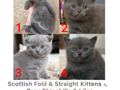 5 - Scottish Fold - Gallery Photo #1