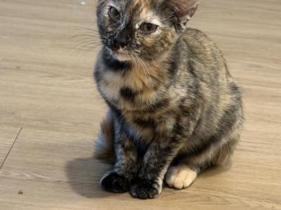 Ember - Domestic - Gallery Photo #1