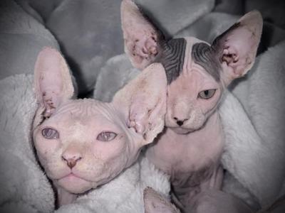 Vincent - Sphynx - Gallery Photo #1