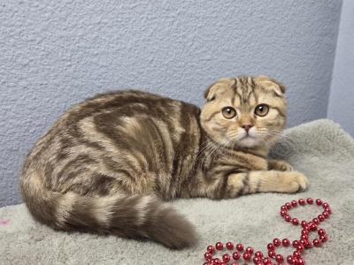 Aurora - Scottish Fold - Gallery Photo #1