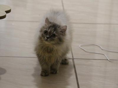 Mimi - Scottish Straight - Gallery Photo #1