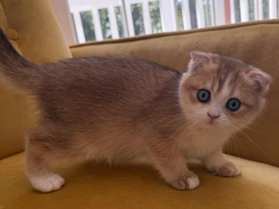 April - Scottish Fold - Gallery Photo #1
