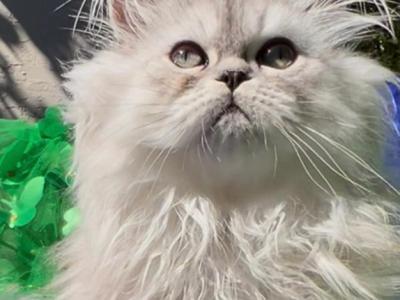 BBeautiful Silver Shaded Chinchilla Doll Face Male - Persian - Gallery Photo #1