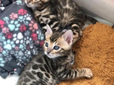 Healthy Bengal Kittens Available - Bengal - Gallery Photo #1