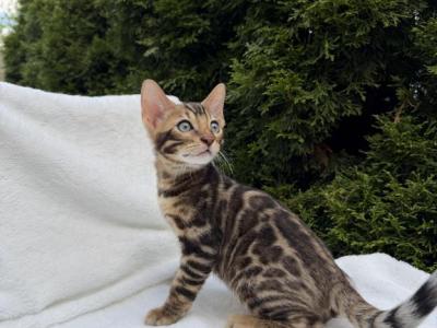 Bengal Boy - Bengal - Gallery Photo #1