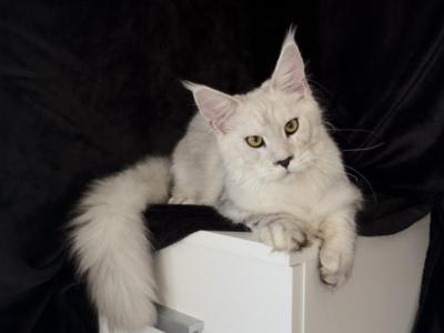 Starlet - Maine Coon - Gallery Photo #1