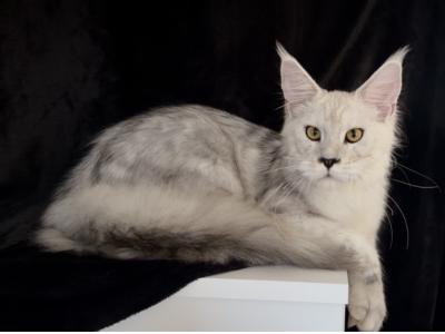 Male Dobrynia - Maine Coon - Gallery Photo #1