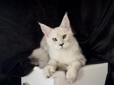 Male - Maine Coon - Gallery Photo #1