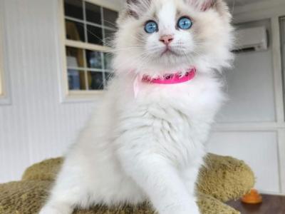 Excellent Ragdoll Kittens For Sale - Ragdoll - Gallery Photo #1