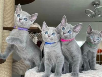Perfect Russian Blues Kittens - Russian Blue - Gallery Photo #1