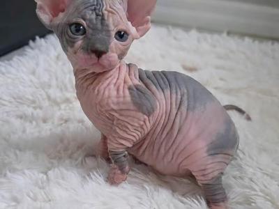 Hairless Sphynx Kittens Ready Now - Sphynx - Gallery Photo #1