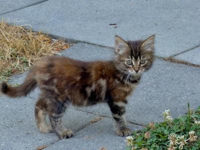 Fluffy Kittens - Domestic - Gallery Photo #1