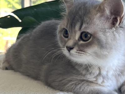Female Kittens - British Shorthair - Gallery Photo #1