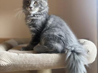 Varia - Maine Coon - Gallery Photo #1