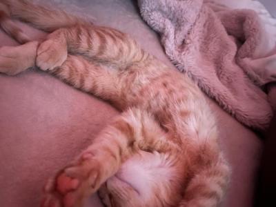 Leo - Domestic - Gallery Photo #1