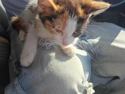 Calico Kitty - Domestic - Gallery Photo #1