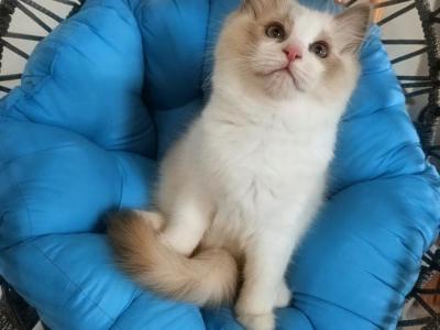 Litter 'G' - Ragdoll - Gallery Photo #1