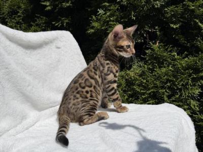 Boy Bengal - Bengal - Gallery Photo #1