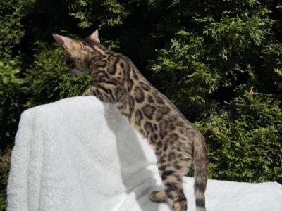SOLD Boy Bengal - Bengal - Gallery Photo #1