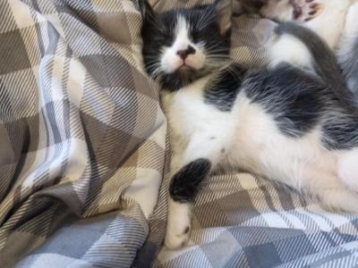 Avery - Domestic - Gallery Photo #1