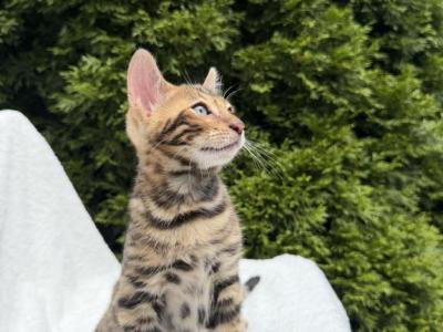 Bengal Kitten - Bengal - Gallery Photo #1