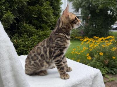 Bengal Kitten - Bengal - Gallery Photo #1