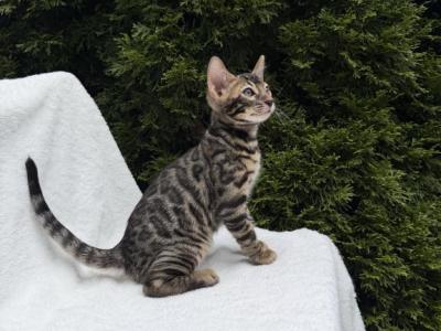 Bengal Girl - Bengal - Gallery Photo #1