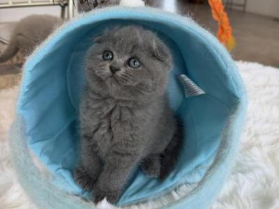 Mochi - Scottish Fold - Gallery Photo #1