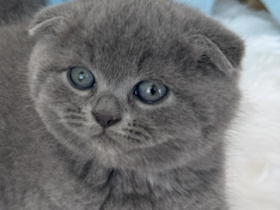 Oreo - Scottish Fold - Gallery Photo #1