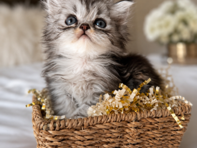 STERLING - Persian - Gallery Photo #1